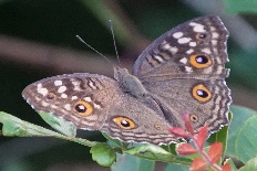 Anticarsia repugnalis - Zitronen-Stiefmütterchen